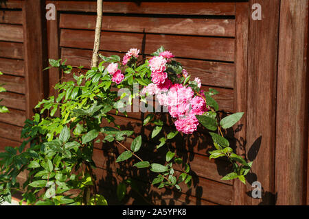 Clove Pink Dianthus caryophyllus Flower, Grenadin Pink, Brown Wooden backround Stock Photo