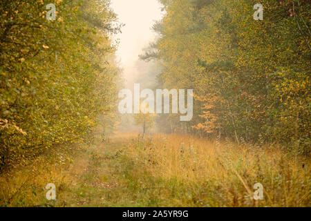 Moody melancholic autumnal landscape in the forest on a morning with dense fog and beautiful yellow trees and meadow. Seen in October in Germany Stock Photo