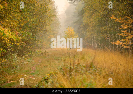 Moody melancholic autumnal landscape in the forest on a morning with dense fog and beautiful yellow trees and meadow. Seen in October in Germany Stock Photo