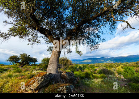HOLM OAK (Quercus ilex), Valley of the Ambroz river, Cáceres, Extremadura, Spain, Europe Stock Photo