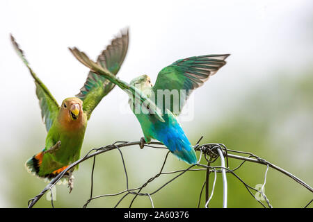 Two rosy-faced lovebirds landing on a wire, Namibia, Africa Stock Photo