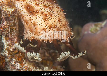 Graeff's Sea Cucumber, Pearsonothuria graeffei, previously known as Bohadschia graeffei. Showing the tentacles of this adult Holothurian feeding. Fiji Stock Photo