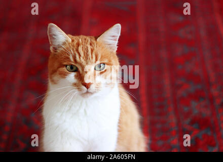 close-up of a cute tabby cat sitting on a red and black oriental carpet Stock Photo