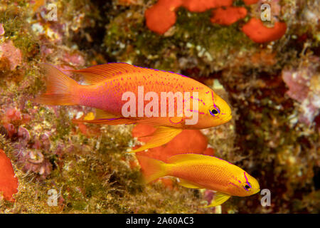 Male and female fairy anthias, Pseudanthias ventralis hawaiiensis,  are also known as longfin anthias and are endemic, Hawaii. Stock Photo