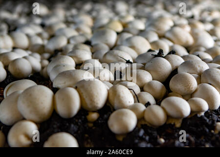 White champignon mushrooms growing on soil in dark grotten on champignons farm Stock Photo