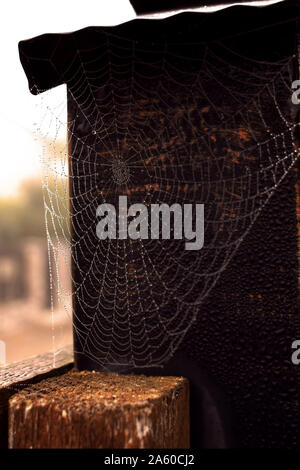 Morning dew on perfect spider web Stock Photo