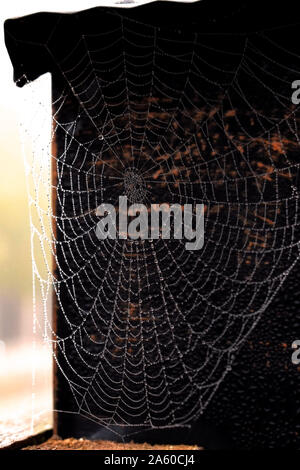 Morning dew on perfect spider web Stock Photo