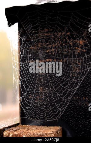 Morning dew on perfect spider web Stock Photo