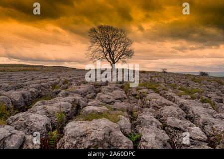 Lonely tree above Malham Cove in the Yorkshire Dales on a late autumn day just as the sun begins to dip Stock Photo