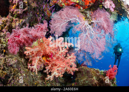 Diver (MR) with gorgonian and alcyonarian coral, Fiji. Stock Photo
