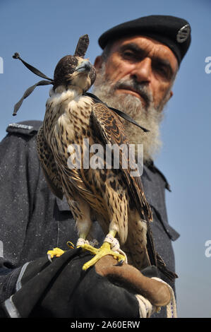 Peshawar Pakistan. 23rd Oct 2019. View of precious falcon near Peshawar toll plaza on Motorway. The Wildlife department KP had seized around 10 falcons with a market price amounting in millions of