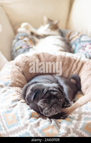 Beautiful pug dog and a cat. Cute Pets lie on their bedding on the couch. Side interior background view. Selective soft focus. Shallow depth of field. Stock Photo
