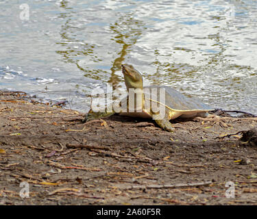 A softshell turtle, Trionychidae, with outstretched neck on land near the edge of a pond. Lakeview park in Corpus Christi, Texas USA. Stock Photo