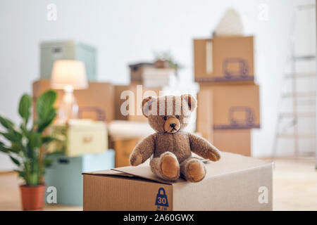 Teddy bear on cardboard box in an empty room in a new home Stock Photo