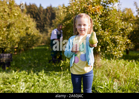 Girl harvesting organic williams pears, showing a pear Stock Photo