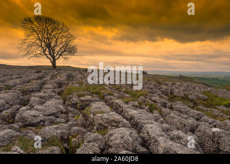 Lonely tree above Malham Cove in the Yorkshire Dales on a late autumn day just as the sun begins to dip Stock Photo