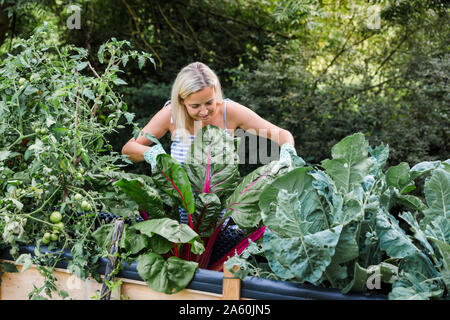 Blond smiling woman harvesting mangold Stock Photo