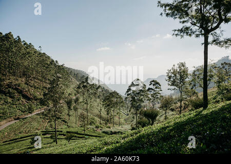 Scenic view of trees and plants growing on agricultural landscape in Sri Lanka against sky Stock Photo