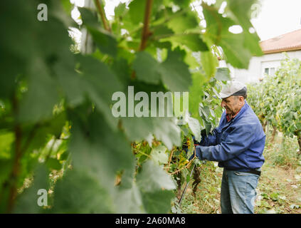 Man harvesting grapes in vineyard Stock Photo