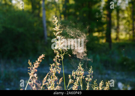 Close-up of spider web on flowering plant in forest, Bavaria, Germany Stock Photo