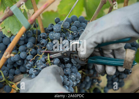Crop view of hands harvesting grapes Stock Photo