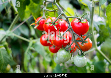 Organic tomato plant, red and green tomatoes Stock Photo