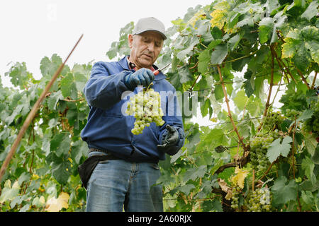 Man harvesting grapes in vineyard Stock Photo