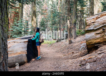 Woman with backpack hiking among the giant trees in the forest in Sequoia National Park, California, USA Stock Photo