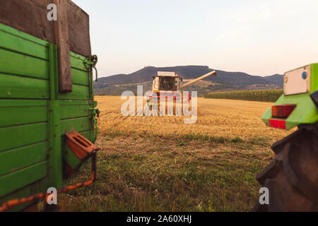 Organic farming, wheat field, harvest, combine harvester in the evening Stock Photo