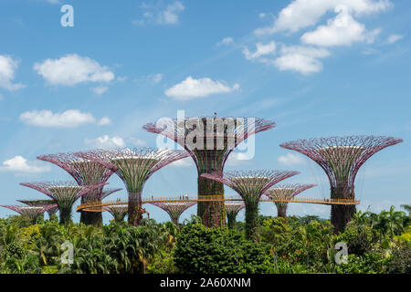 The Supertrees of Gardens by the Bay with high level walkway, Singapore, Southeast Asia, Asia