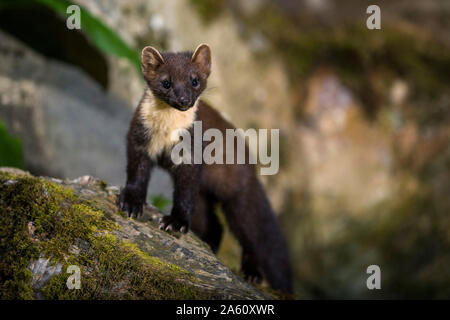 Portrait of pine marten on a rock Stock Photo