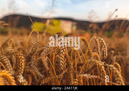 Organic farming, wheat field, harvest, combine harvester in the evening Stock Photo