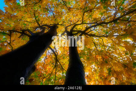 Montreal,Quebec,Canada,October 23,2019.Autumn,foilage in public park in Montreal,Quebec,Canada.Credit:Mario Beauregard/Alamy News Stock Photo