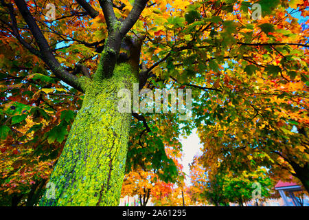 Montreal,Quebec,Canada,October 23,2019.Autumn,foilage in public park in Montreal,Quebec,Canada.Credit:Mario Beauregard/Alamy News Stock Photo