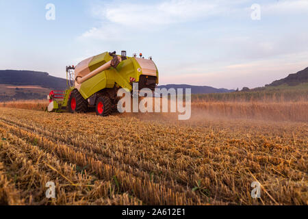 Organic farming, wheat field, harvest, combine harvester in the evening Stock Photo