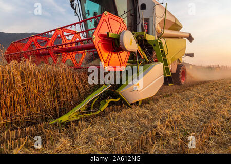 Organic farming, wheat field, harvest, combine harvester in the evening Stock Photo