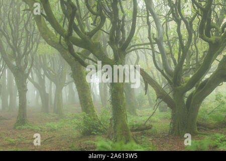 Misty conditions in a deciduous woodland in spring, Cornwall, England, United Kingdom, Europe Stock Photo