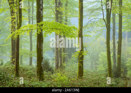 Misty morning in spring in a deciduous woodland, Bodmin, Cornwall, England, United Kingdom, Europe Stock Photo