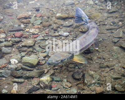 Spawning chum salmon (Oncorhynchus keta) in a small river in Petra Bay, Kamchatka, Russia, Eurasia Stock Photo