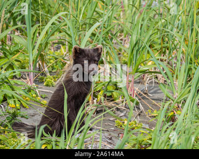 Adult Arctic fox (Vulpes lagopus), in summer brown fur coat on Bering Island, Commander Islands, Kamchatka, Russia, Eurasia Stock Photo