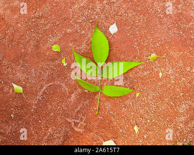 green leaf on an orange background. Bright big green leaf orange background. Bright leaves on an abstract background. creative design Stock Photo