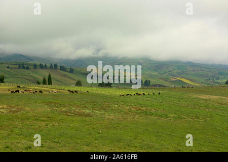 The fertile green Andean highlands under Chimborazo, La Moya, Ecuador Stock Photo
