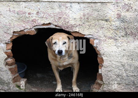 Old dog rescued from the streets watches through its hole in the wall. It had been an abandoned dog but was adopted by an animal caretaker Stock Photo