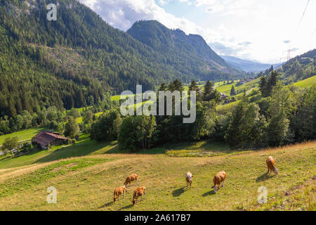 View of mountains and cattle near Schladming, Schladming, Styria, Austrian Tyrol, Austria, Europe Stock Photo