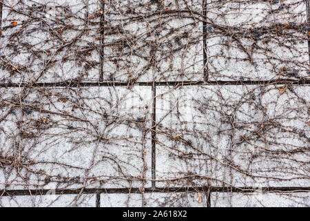 Dried vines and fruits on the wall in winter in Seoul, Korea. Stock Photo