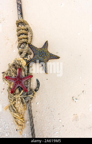 red and black starfish with knot and anchor on a seashore sand Stock Photo