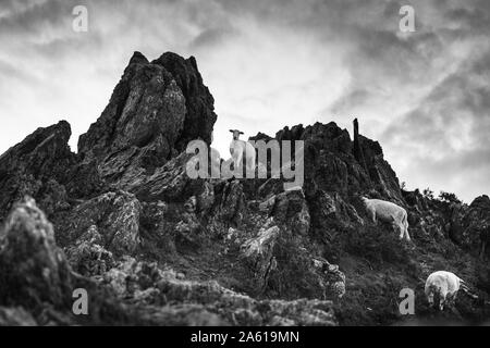 Sheep exploring jagged rock face off of start point lighthouse in south devon, shot in monochrome with a contrasty cloudy sky and a low angle. Stock Photo