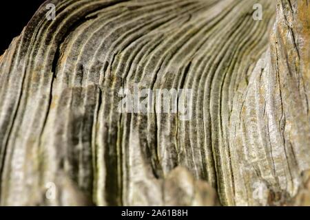 Dead tree trunk, close up,patterns,lines and textures Stock Photo