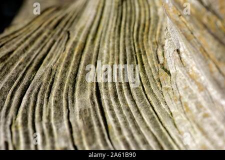 Dead tree trunk, close up,patterns,lines and textures Stock Photo