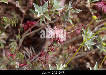 Close up of a blooming branch of a Calliandra eriophylla tree Stock Photo